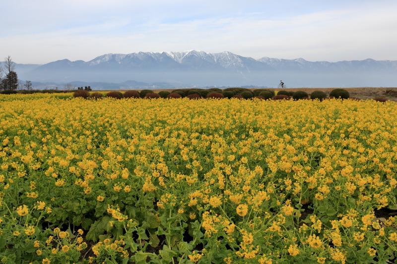 滋賀県守山市 菜の花が咲く第一なぎさ公園へ ぴんぼけふぉとぶろぐ2