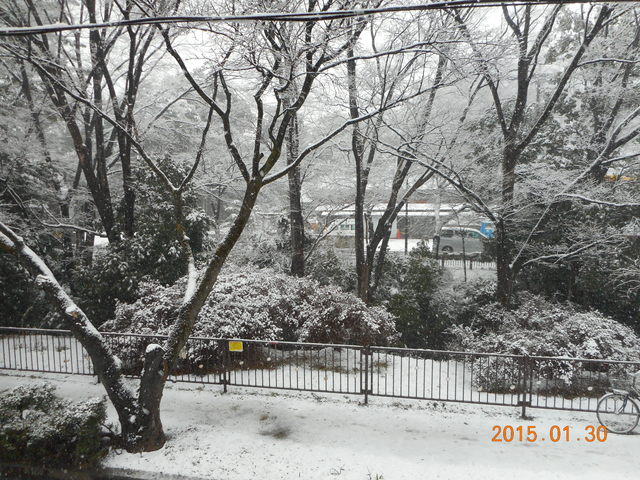 早朝から雪です_b0152049_14181476.jpg
