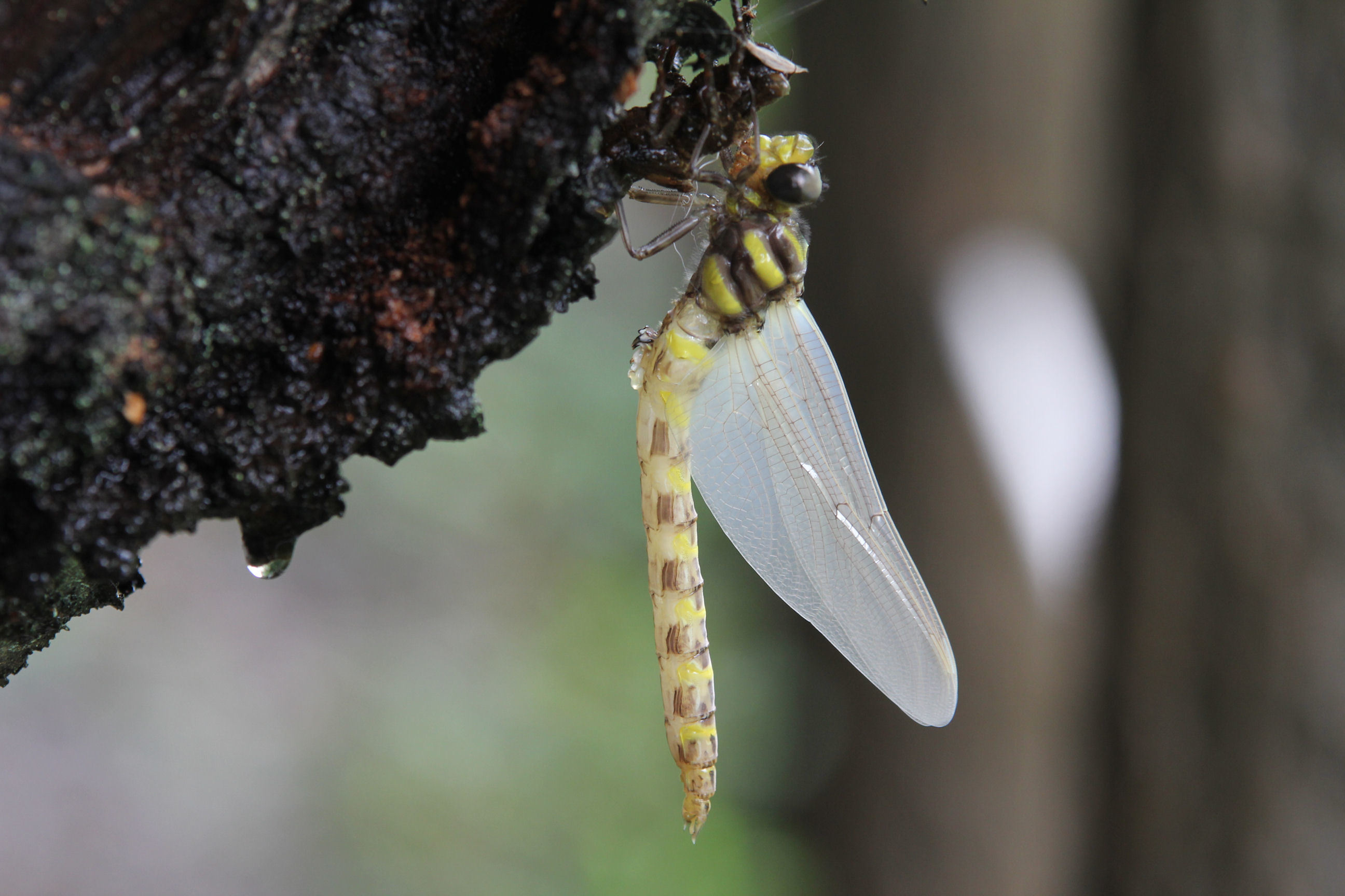 オニヤンマの羽化 Butterfly Dragonfly オニヤンマの羽化 Butterfly Dragonfly