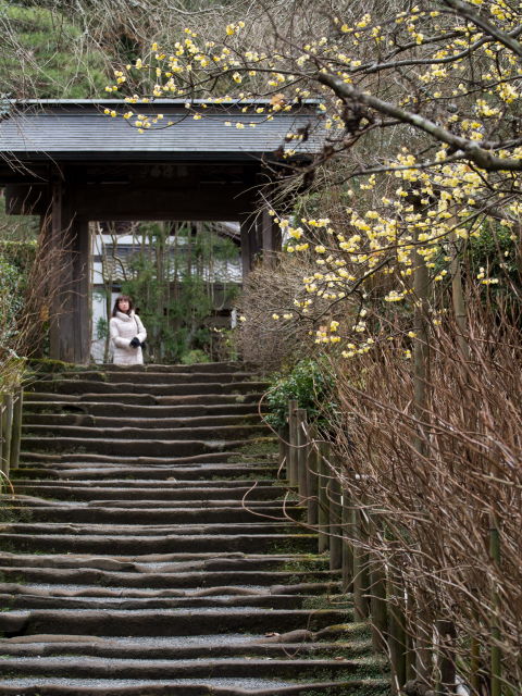 早い春のお花を探して、鎌倉散歩②_a0257652_2035264.jpg