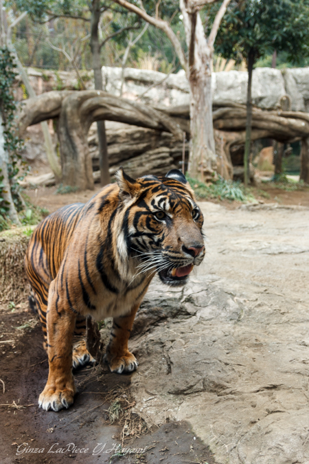 動物のいる風景　上野動物園　スマトラトラ_b0133053_0161176.jpg