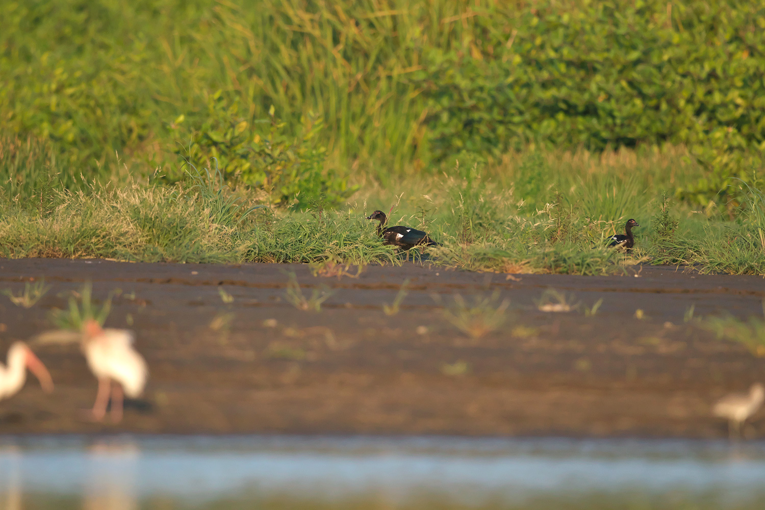 ノバリケン Muscovy Duck ぼちぼち と 野鳥大好き O