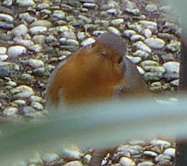 c0197980_7107100.png