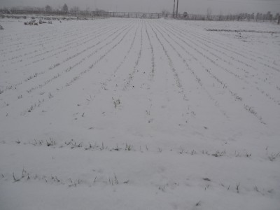 雪の小麦畑_c0332682_09550043.jpg