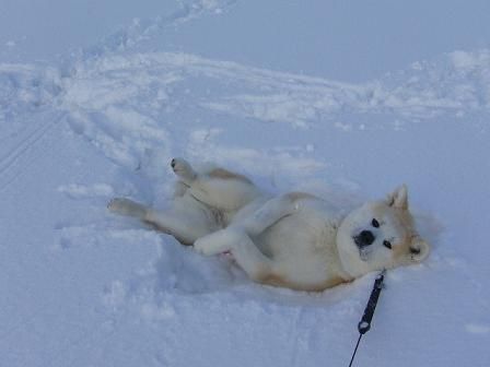 からくれない動物　８３_c0072801_1238568.jpg