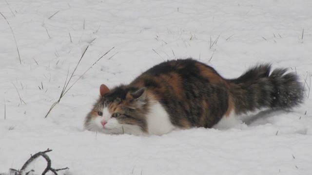 からくれない動物　８３_c0072801_1239119.jpg