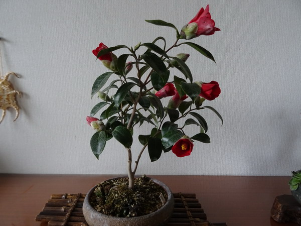 b0052108_17491112.jpg