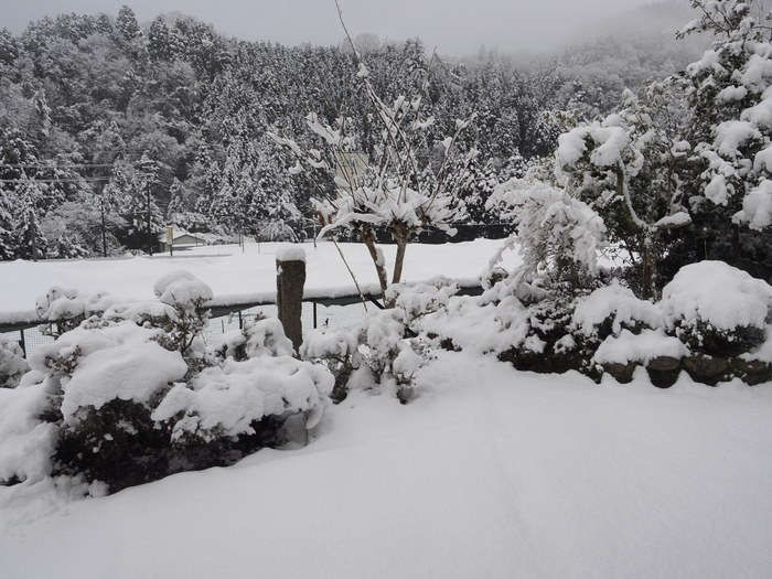 今朝の雪景色_c0116915_075515.jpg