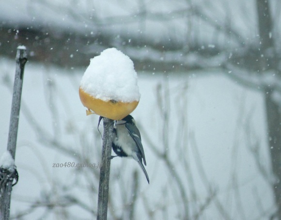 鳥さんと大雪警報_a0304423_16054139.jpg