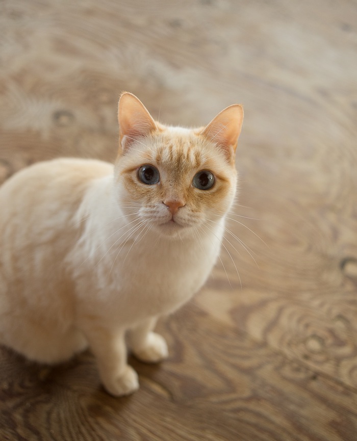 福岡　糸島　猫の飼い主さん募集（チロ）_d0073743_21545663.jpg