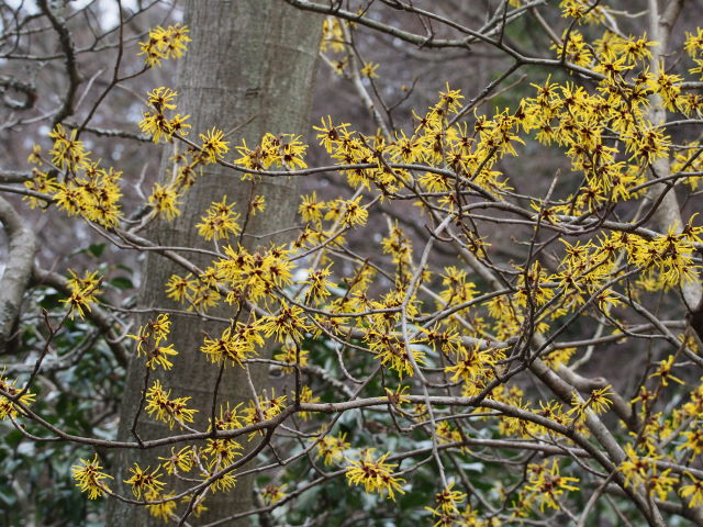 早い春のお花を探して、鎌倉散歩②_a0257652_9402828.jpg