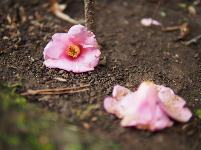 早い春のお花を探して、鎌倉散歩②_a0257652_9404152.jpg