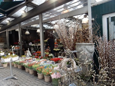 ベルギー オランダの旅7 冬の花市場 Il Paradiso Verde Di Norina 美瑛印象派ガーデン便り ベルギー オランダの旅7 冬の花市場 Il Paradiso Verde Di Norina 美瑛印象派ガーデン便り