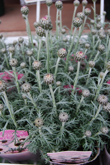 a0201358_1284251.jpg