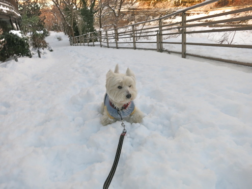 「でん、雪道ではまる」の巻_c0260460_10152071.jpg