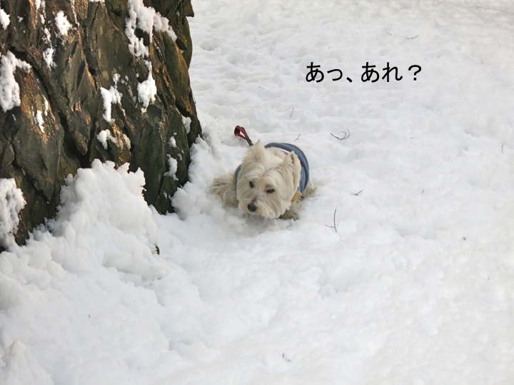 「でん、雪道ではまる」の巻_c0260460_10161140.jpg