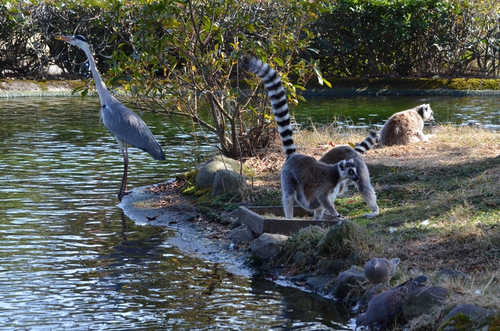 動物園は楽しい_a0319263_20571891.jpg