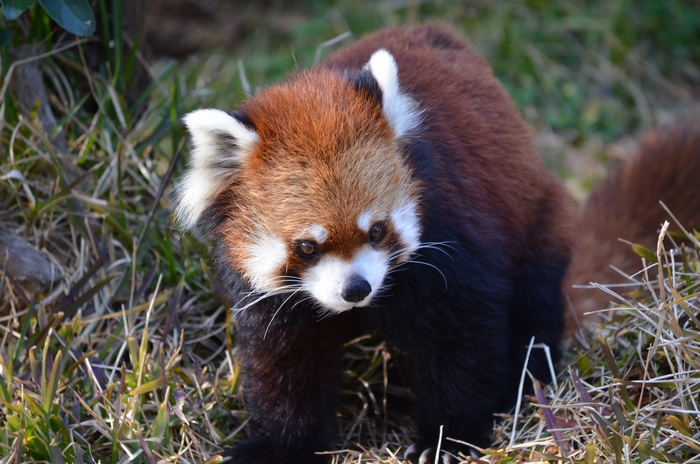 動物園は楽しい_a0319263_2112540.jpg