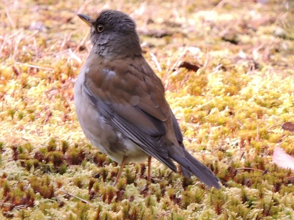 姫路城周辺の野鳥_a0338484_14513037.jpg