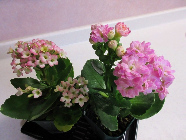 b0182884_0383841.jpg