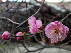 1月31日(土)､神戸は晴れて寒い朝です_b0192588_9294885.jpg