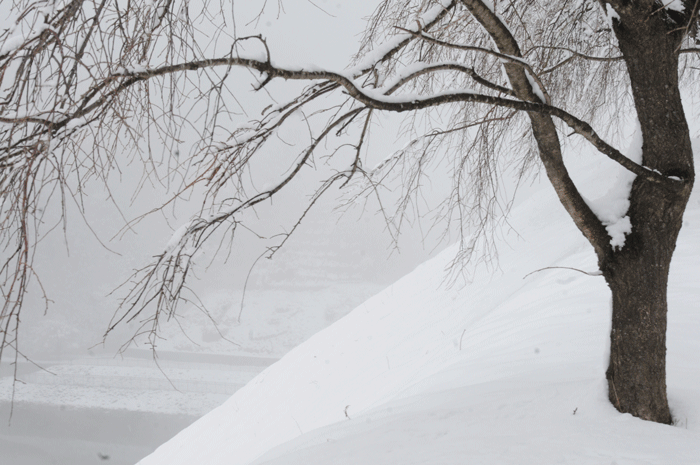 雪の朝　＜城山湖＞_e0248688_170758.gif