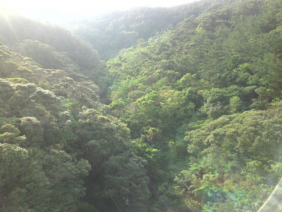 ハブのはなし_a0247891_216954.jpg