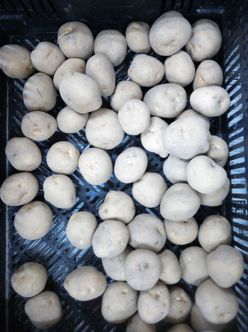 春がやって来ます_f0202403_9433925.jpg