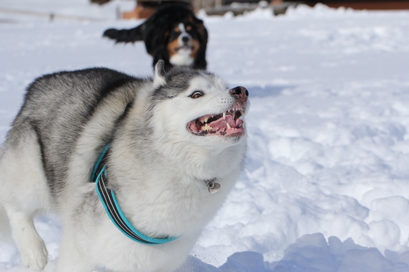 woofで雪遊び_b0207615_20363140.jpg