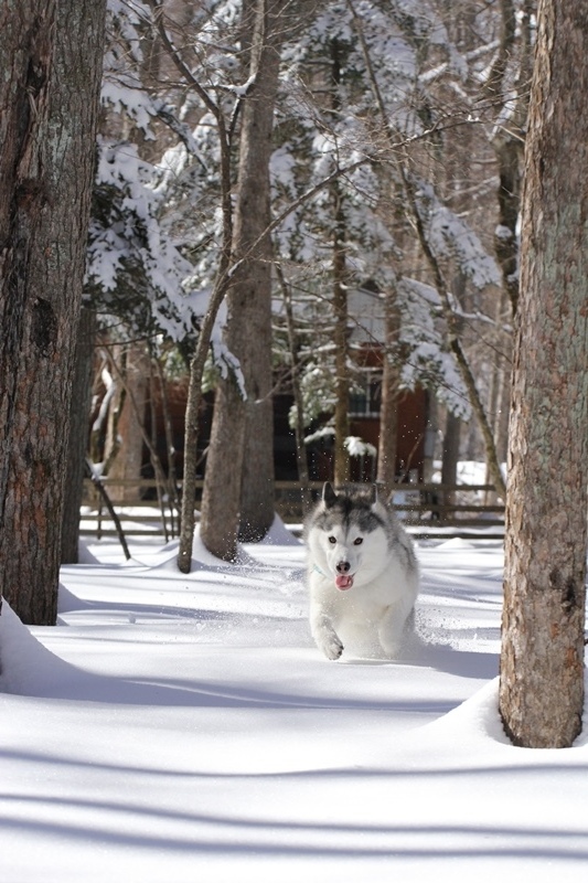 woofで雪遊び_b0207615_20363720.jpg