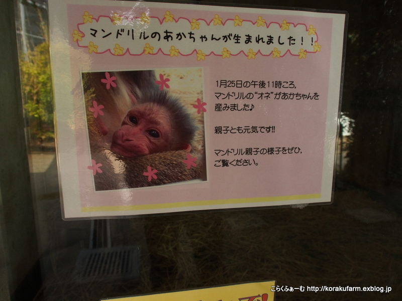 京都のマンドリルの赤ちゃん 生後7日目 こらくふぁーむ