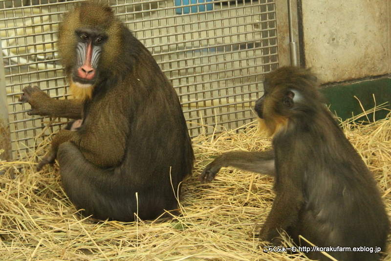 京都のマンドリルの赤ちゃん（生後7日目）_c0188824_02222563.jpg