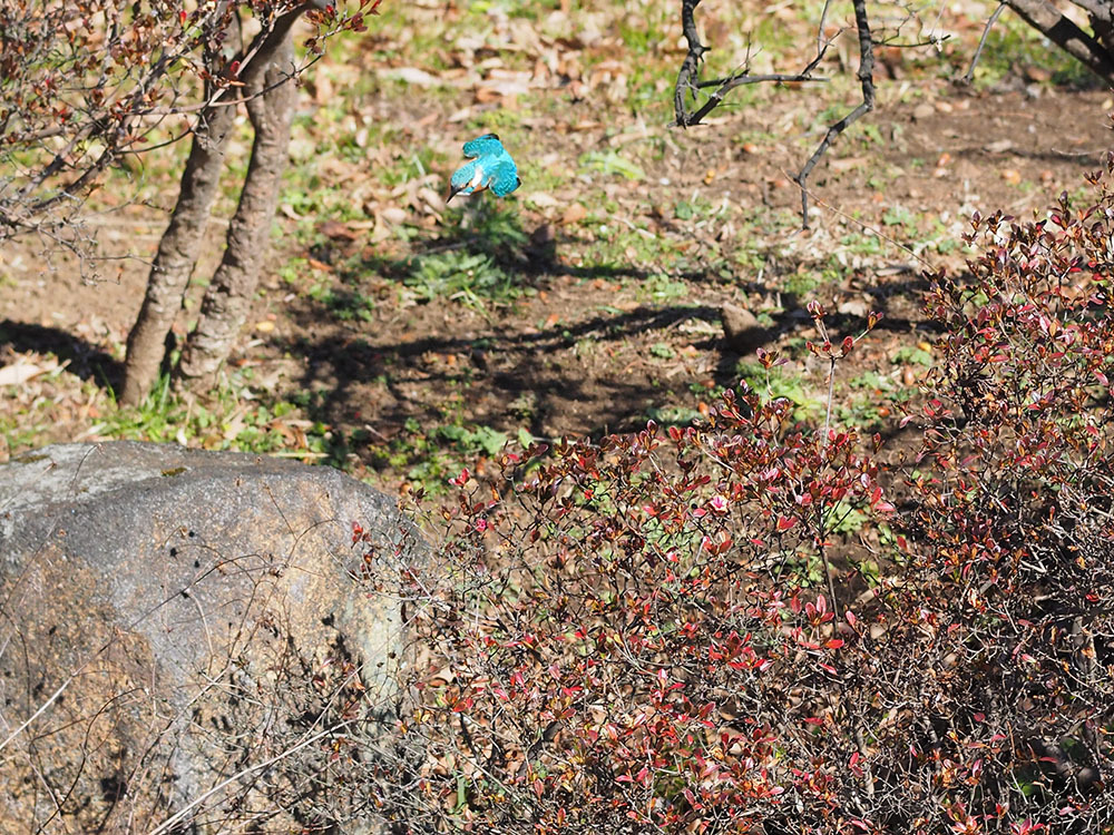 昆虫探しのあとは鳥の撮影。市川のO公園といつものホームの池でカワセミ撮影_f0324026_21444752.jpg