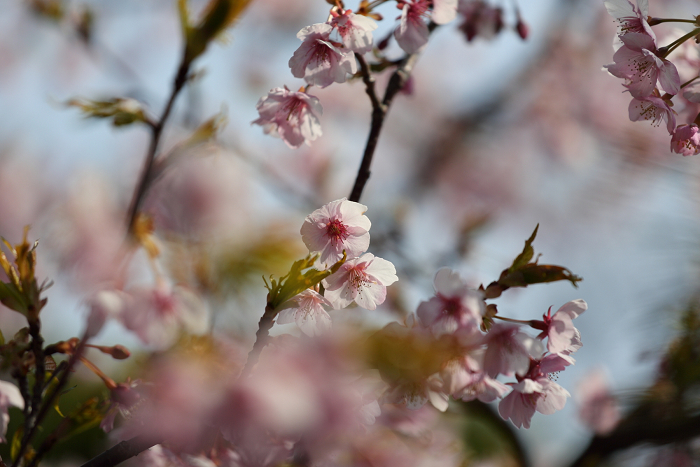 鎌倉散歩　#49 －本覚寺の河津桜－_b0169330_14254642.jpg