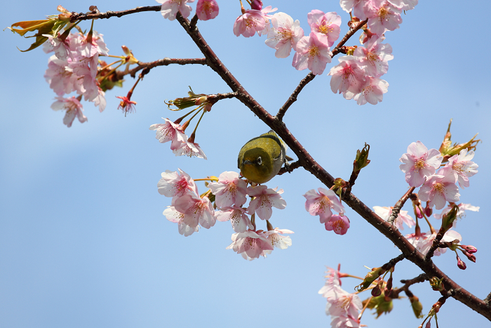 鎌倉散歩　#49 －本覚寺の河津桜－_b0169330_14294653.jpg