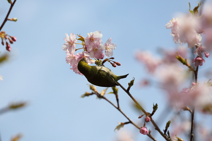 鎌倉散歩　#49 －本覚寺の河津桜－_b0169330_15573771.jpg