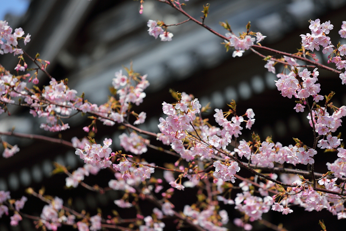 鎌倉散歩　#49 －本覚寺の河津桜－_b0169330_8533789.jpg