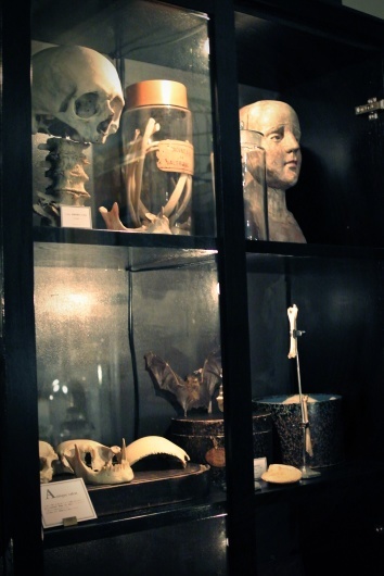 antique salon『博物蒐集家の応接間』へ_f0280238_13143810.jpg