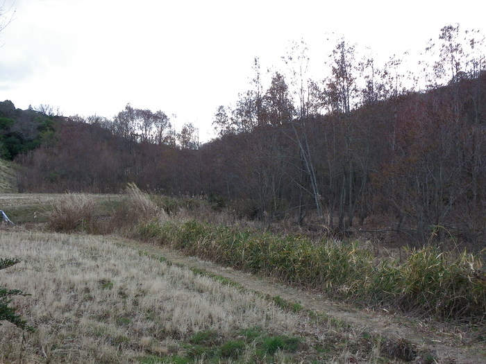 ウラゴマダラシジミの卵 知多半島にて_d0254540_1775425.jpg