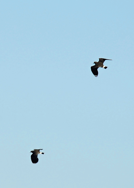 d0290240_07034056.gif
