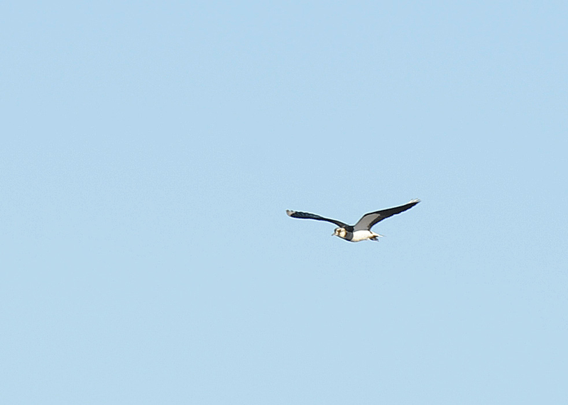 d0290240_07042735.gif