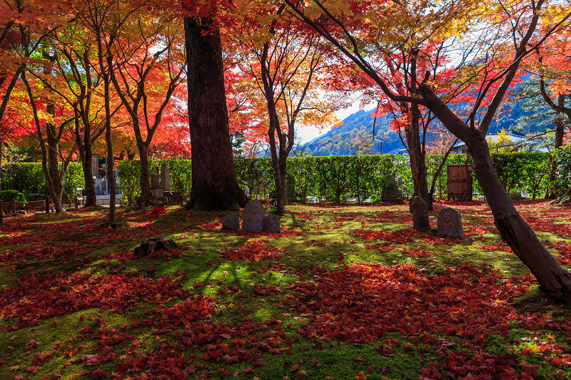 化野念仏寺・艶秋 : 花景色－K.W.C. PhotoBlog