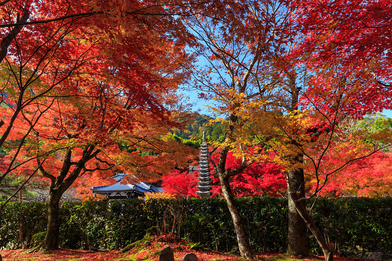 化野念仏寺・艶秋_f0155048_21455520.jpg