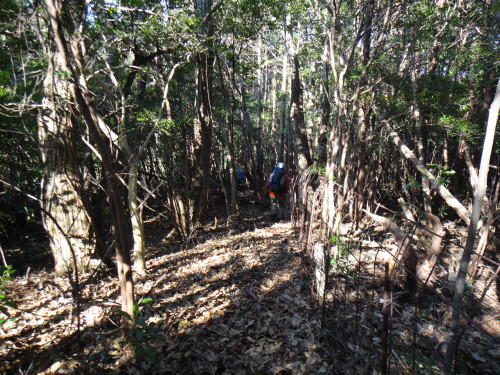 ２０１５年１月３１日　水洗山　普賢岳　鎌倉山　大山　猪見山_c0179351_21551573.jpg