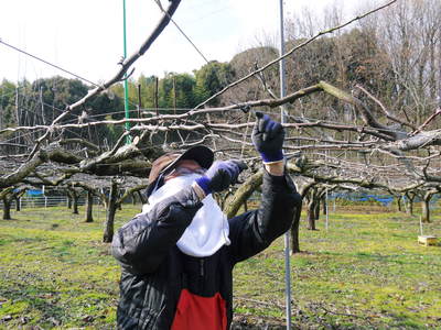 熊本梨　本藤果樹園　今年も梨が育つ最高のステージを作ります！お礼肥えから選定作業まで　その１_a0254656_16343852.jpg