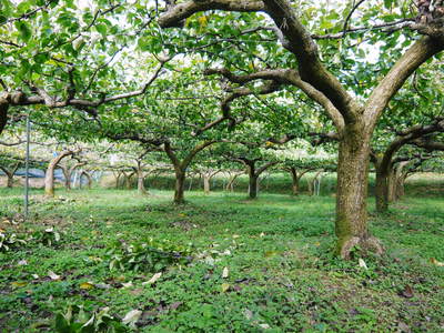 熊本梨　本藤果樹園　今年も梨が育つ最高のステージを作ります！お礼肥えから選定作業まで　その１_a0254656_164492.jpg