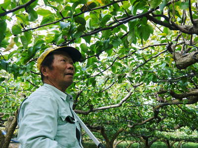 熊本梨　本藤果樹園　今年も梨が育つ最高のステージを作ります！お礼肥えから選定作業まで　その１_a0254656_1658163.jpg