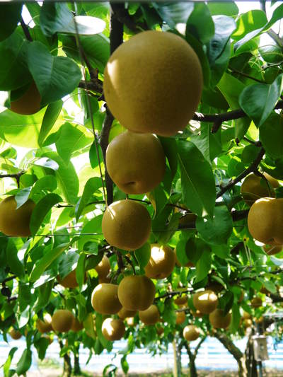 熊本梨　本藤果樹園　今年も梨が育つ最高のステージを作ります！お礼肥えから選定作業まで　その１_a0254656_1726142.jpg