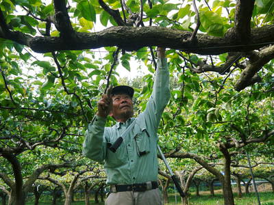 熊本梨　本藤果樹園　今年も梨が育つ最高のステージを作ります！お礼肥えから選定作業まで　その１_a0254656_1733685.jpg