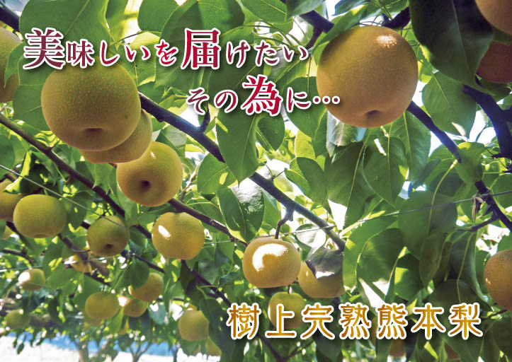 熊本梨　本藤果樹園　今年も梨が育つ最高のステージを作ります！お礼肥えから選定作業まで　その１_a0254656_17373167.jpg